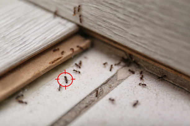 Best Best Pest Control Companies  in Henryville, IN