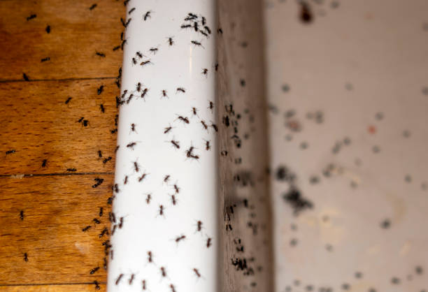 Best Pest Prevention Services  in Henryville, IN