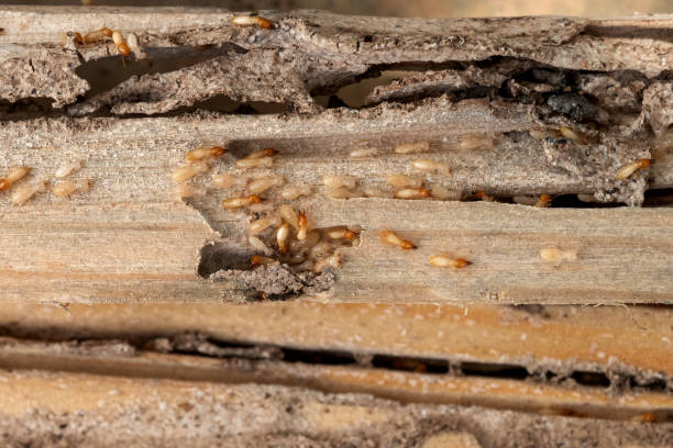 Best Pest Control Near Me in Henryville, IN
