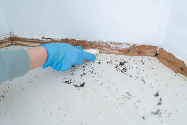 Flea Control Services in Henryville, IN